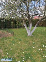 Działka Rod nad wontokiem 4ary. - Obrazek 3