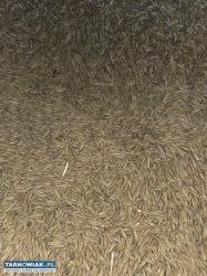 Sprzedam owies - Obrazek 1