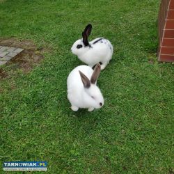 Sprzedam króliki - Obrazek 1