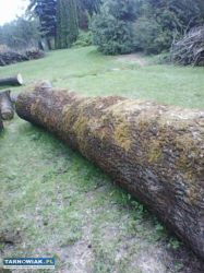 Sprzedam jesiona w klocu. - Obrazek 3