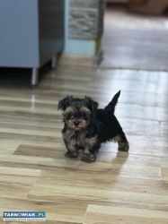Sprzedam Yorkshire Terrier - Obrazek 1