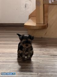 Sprzedam Yorkshire Terrier - Obrazek 4