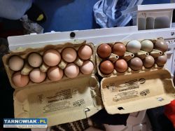 Jaja lęgowe mix - Obrazek 1