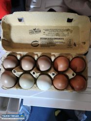 Jaja lęgowe mix - Obrazek 2