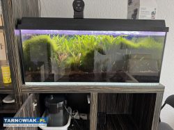 Sprzedam akwarium - Obrazek 1