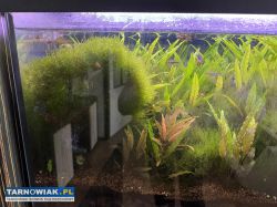Sprzedam akwarium - Obrazek 2