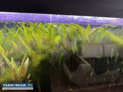 Sprzedam akwarium - Obrazek 3