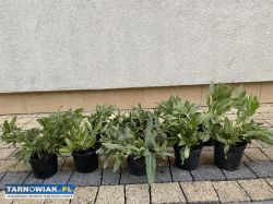 Szałwia omszona - Obrazek 1
