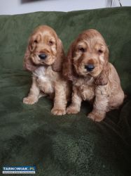 Cocker spaniel angielski szczeniaki - Obrazek 1