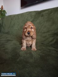 Cocker spaniel angielski szczeniaki - Obrazek 2