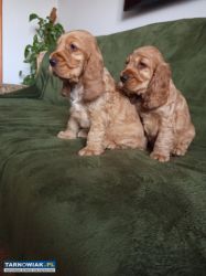 Cocker spaniel angielski szczeniaki - Obrazek 3