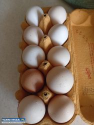 Jajka na sprzedaż - Obrazek 2