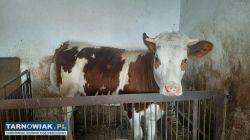 Sprzedam jałówkę - Obrazek 1