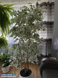 Sprzedam Ficus benjamina - Obrazek 1