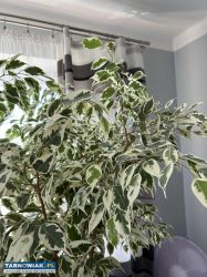 Sprzedam Ficus benjamina - Obrazek 2