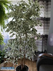 Sprzedam Ficus benjamina - Obrazek 3