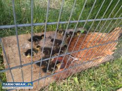 Kaczor staropolski, sprzedam kaczora - Obrazek 1