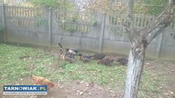 Kaczor staropolski, sprzedam kaczora - Obrazek 3