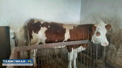 Sprzedam jałówkę - Obrazek 1