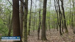 Twój prywatny las blisko Tarnowa - Obrazek 1