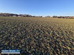Błonie - działka budowlana , 9 arów - Obrazek 4