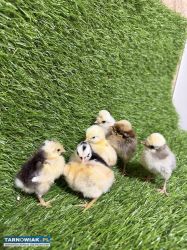 Piskleta czubatki holenderskiej - Obrazek 3