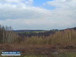 Działki z lasem 1hektar 19arów całość - Obrazek 4