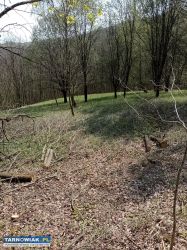 Działki z lasem jako całość 1hektar 19arów - Obrazek 1