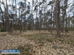 Borzęcin - działka rolna, zalesiona, 72 ary - Obrazek 3
