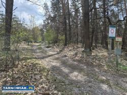 Borzęcin - działka rolna, zalesiona, 72 ary - Obrazek 4