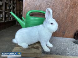 Wiedeński Biały z rodowodem - Obrazek 3
