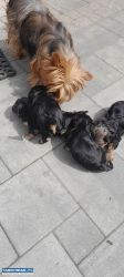 Yorki - Obrazek 1
