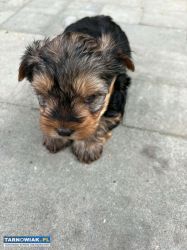 Yorki - Obrazek 2