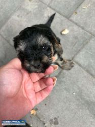 Yorki - Obrazek 4