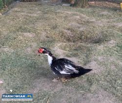 Sprzedam kaczora - Obrazek 1