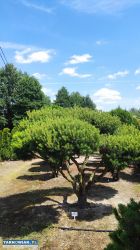Formowane rośliny bonsai do ogrodu i firmy - Obrazek 2