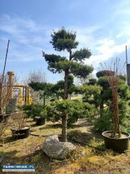 Formowane rośliny bonsai do ogrodu i firmy - Obrazek 1
