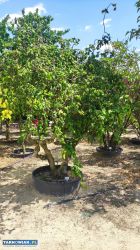 Formowane rośliny bonsai do ogrodu i firmy - Obrazek 3