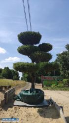 Formowane rośliny bonsai do ogrodu i firmy - Obrazek 4