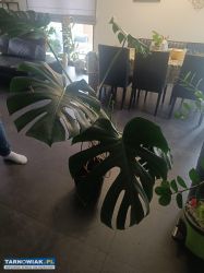 Duża roślina monstera - Obrazek 1