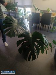 Duża roślina monstera - Obrazek 2