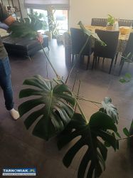 Duża roślina monstera - Obrazek 3