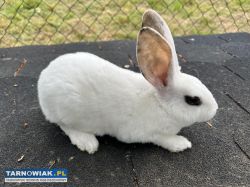 Króliki rexy trójbarwne - Obrazek 4