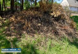 Oddam za darmo. - Obrazek 2