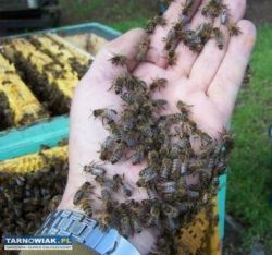 Odkłady pszczele wielkopolskie sprzedam - Obrazek 3