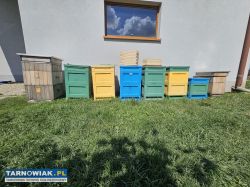 ul wielkopolski 10 ramkowy burnat żółty kompatybil - Obrazek 4