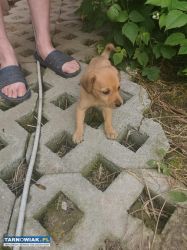 Oddam w dobre ręce pieski - Obrazek 2