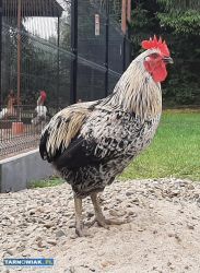 Koguty 4 miesięczne - Obrazek 1