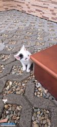 Kotki do adopcji - Obrazek 3