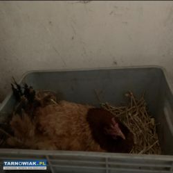 Sprzedam kwokę - Obrazek 2